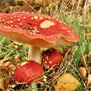 Fly Agaric