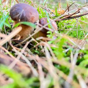 Bay Bolete