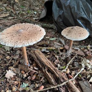 Parasol Mushroom