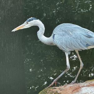 Grey Heron