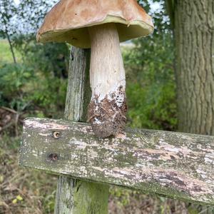 Summer Bolete