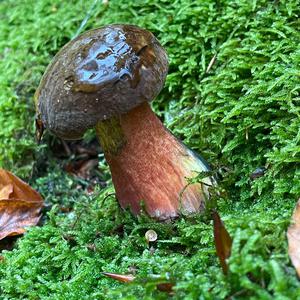 Dotted-stem Bolete