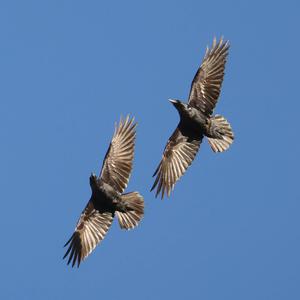 Common Raven