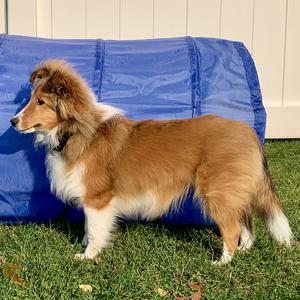 Shetland Sheepdog