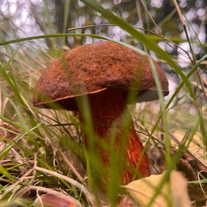 Dotted-stem Bolete