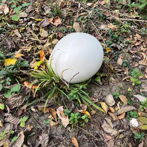 Giant Puffball