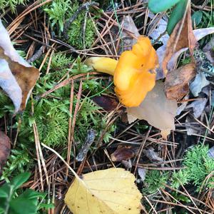 Chanterelle, Common