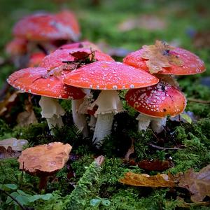 Fly Agaric