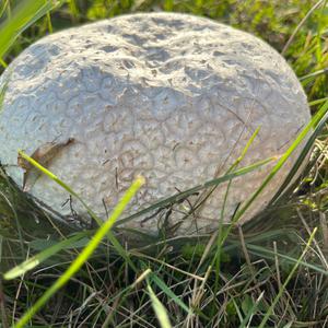 Mosaic Puffball