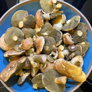 Jersey Cow Bolete