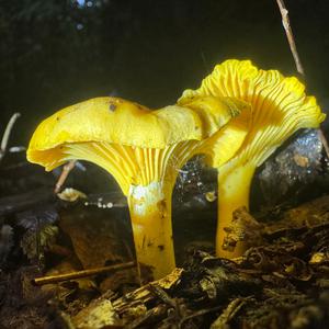 Chanterelle, Common