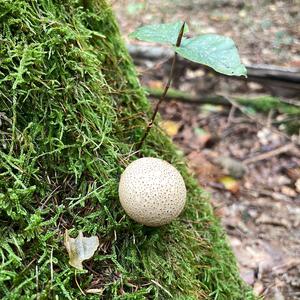 Scaly Earthball