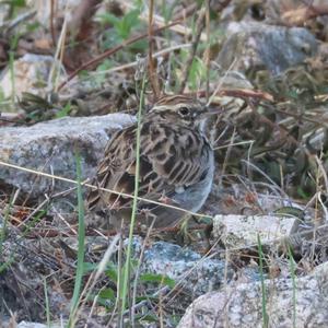 Wood Lark