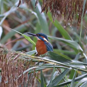 Eisvogel