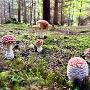 Fly Agaric