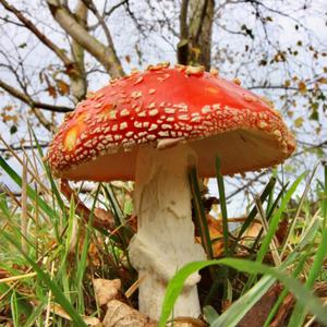 Fly Agaric