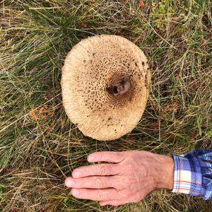 Parasol Mushroom