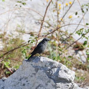 Blue Rock-thrush