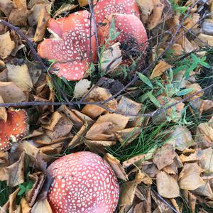 Fly Agaric