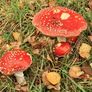 Fly Agaric