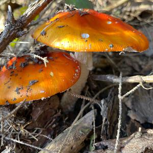 Fly Agaric