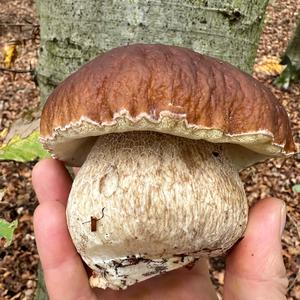 Summer Bolete