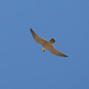 Peregrine Falcon