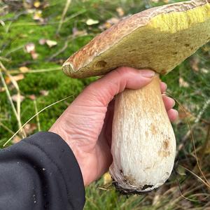 King Bolete