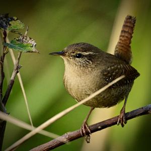 Winter Wren