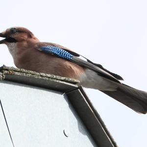 Eurasian Jay