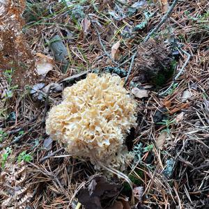 Rooting Cauliflower Mushroom