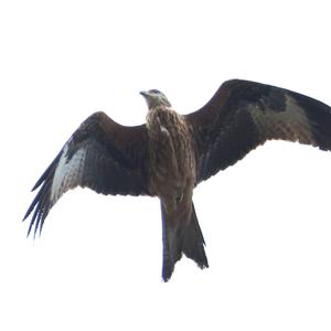 Red Kite