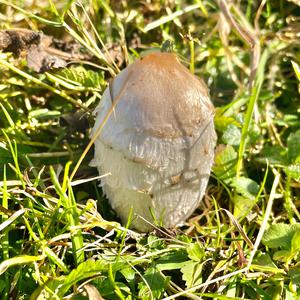 Shaggy Mane