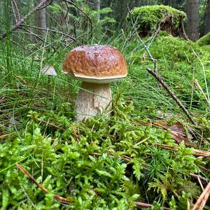 King Bolete