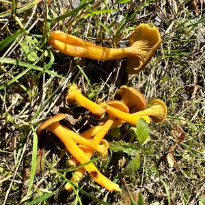 Trumpet Chanterelle