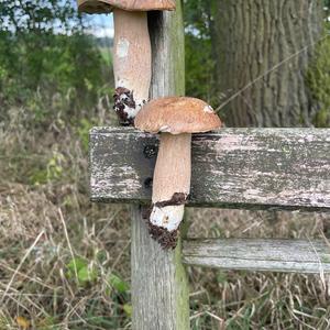 King Bolete