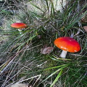 Fly Agaric