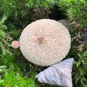 Gem-studded Puffball