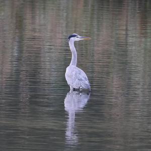 Grey Heron