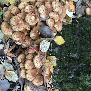 Golden Pholiota