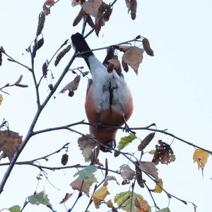 Eurasian Bullfinch