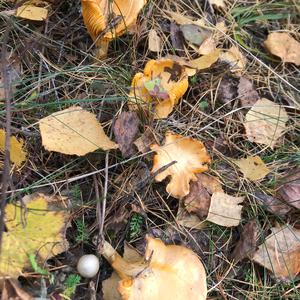 Chanterelle, Common