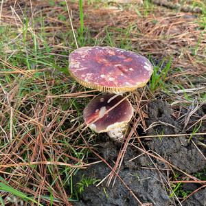 Shellfish-scented Russula