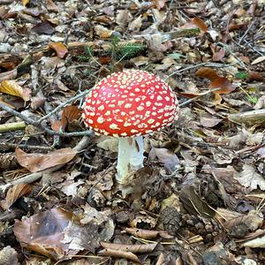 Fly Agaric