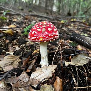 Fly Agaric