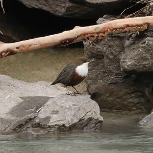 White-throated Dipper