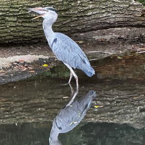 Grey Heron