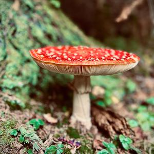 Fly Agaric