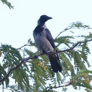 Hooded Crow