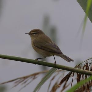 Common Chiffchaff